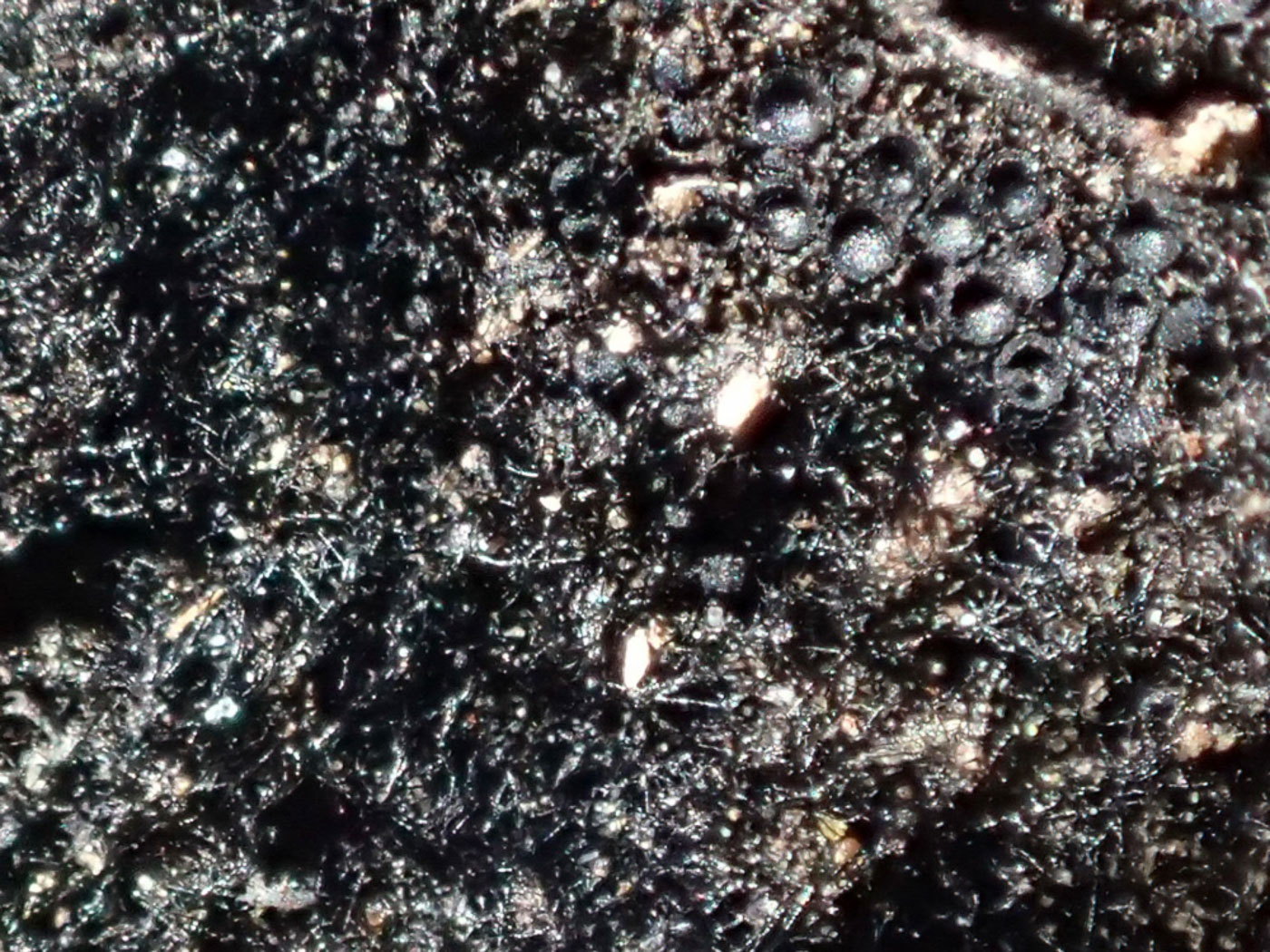 Photo © Sarah Ebdon Chaetosphaerella phaeostroma by Sarah Ebdon